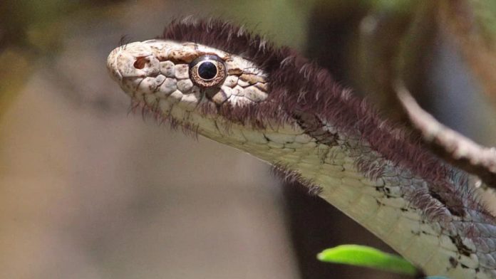 fafriani